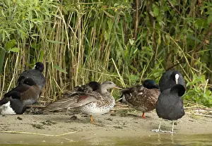 Wild Birds In Europe Drucke: Gadwall, Anas strepera