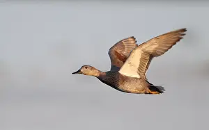 Blue Sky Nature Images Drucke: Gadwall, Anas strepera