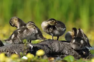 European Duck Species Drucke: Gadwall, Anas strepera
