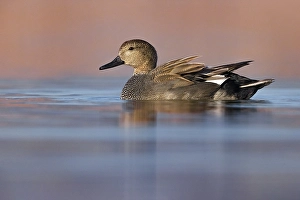 Waterfowl Bird Images Drucke: Gadwall, Mareca strepera