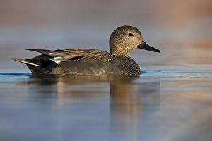 European Waterfowl Photos Drucke: Gadwall, Mareca strepera