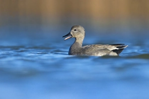 European Waterfowl Photography Drucke: Gadwall, Mareca strepera