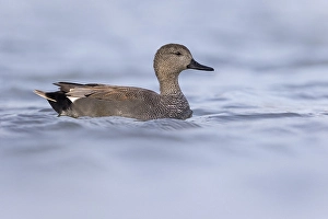 Waterfowl Bird Species Drucke: Gadwall, Mareca strepera