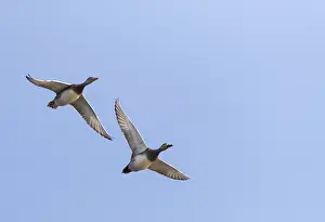 Blue Sky Bird Photos Drucke: Gadwall, Mareca strepera