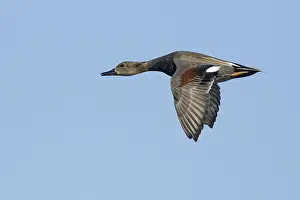 Gadwall Bird Drucke: Gadwall, Mareca strepera