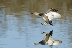 Gadwall Bird Drucke: Gadwall, Mareca strepera