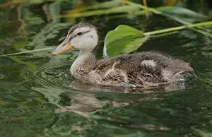 Outdoor Wildlife Photos Drucke: Gadwall, Mareca strepera