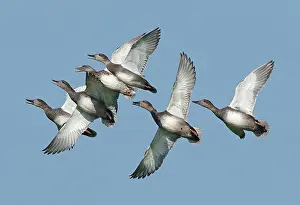 Merganser, Mareca strepera