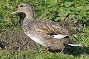 European Waterfowl Photography Drucke: Gadwall, Mareca strepera