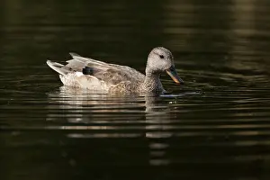 Wildlife In Netherlands Drucke: Gadwall, Mareca strepera