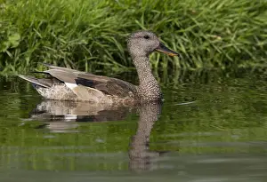 Wild Animal Wildlife Drucke: Gadwall, Mareca strepera