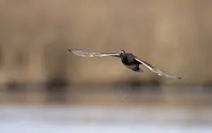 Nature Animal Images Drucke: Gadwall, Mareca strepera