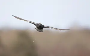 Wildlife In Flight Drucke: Gadwall, Mareca strepera