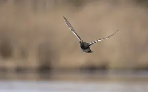 Outdoor Wildlife Photos Drucke: Gadwall, Mareca strepera