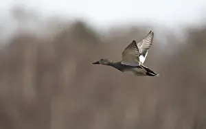 Outdoor Wildlife Images Drucke: Gadwall, Mareca strepera