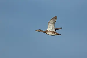 Birds In Flight Europe Drucke: Gadwall (Mareca strepera)