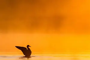 Gadwall Bird Drucke: Gadwall, Mareca strepera