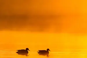 Gadwall Bird Drucke: Gadwall, Mareca strepera