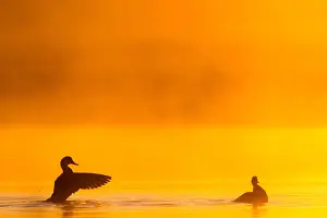 Sunset Bird Photography Drucke: Gadwall, Mareca strepera