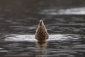 Bird Migration Patterns Europe Drucke: Gadwall (Mareca strepera)