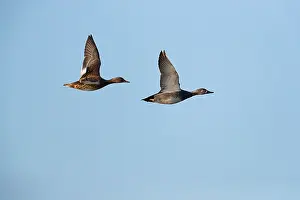 Gadwall Bird Drucke: Gadwall (Mareca strepera)
