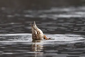 Gadwall Bird Drucke: Gadwall (Mareca strepera)