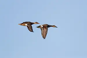 Gadwall Bird Drucke: Gadwall (Mareca strepera)