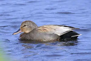 Alaska Wildlife Photography Drucke: Gadwall, Mareca strepera