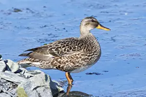 Female Duck Drucke: Gadwall, Mareca strepera