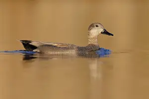 Gadwall Bird Drucke: Gadwall, Mareca strepera
