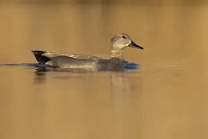 Gadwall Bird Drucke: Gadwall, Mareca strepera
