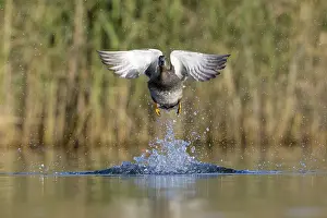 Gadwall Bird Drucke: Gadwall, Mareca strepera