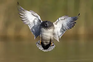Water Birds Europe Drucke: Gadwall, Mareca strepera