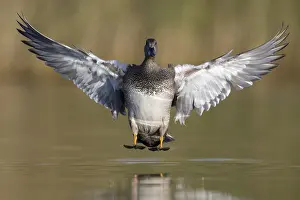 Water Birds Europe Drucke: Gadwall, Mareca strepera