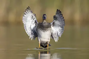 Gadwall Bird Drucke: Gadwall, Mareca strepera