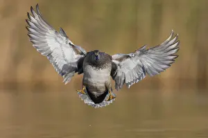 Water Birds Europe Drucke: Gadwall, Mareca strepera
