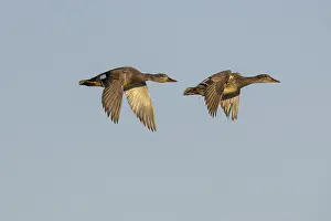 Wildlife Photography Iceland Drucke: Gadwall, Mareca strepera
