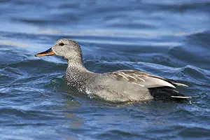 Anatidae Species Images Drucke: Gadwall, Mareca strepera