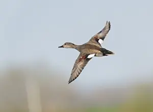 Birds In Flight Photography Drucke: Gadwall;Mareca strepera