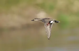 Gadwall Bird Drucke: Gadwall;Mareca strepera
