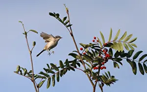 Blue Sky Wildlife Photography Drucke: Gærdesanger