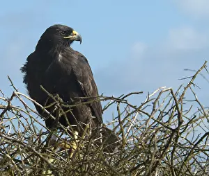 Buteo Galapagoensis Drucke: Galapagos Hawk, Galapagosbuizerd, Buteo galapagoensis