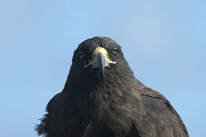 Buteo Galapagoensis Drucke: Galapagos Hawk, Galapagosbuizerd, Buteo galapagoensis