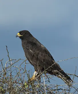 Buteo Galapagoensis Drucke: Galapagos Hawk, Galapagosbuizerd, Buteo galapagoensis