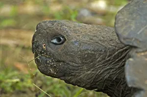 Galapagos Tortoise Drucke: Galápagos Tortoise