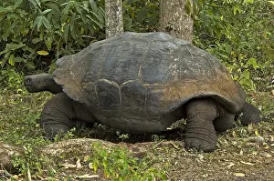 Galapagos Tortoise Drucke: Galápagos Tortoise
