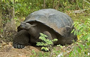 Galapagos Tortoise Drucke: Galápagos Tortoise