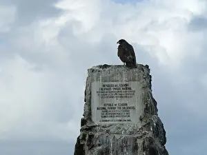 Galapagosbuizerd, Galapagos Habicht, Buteo galapagoensis