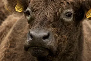 Mammal Head Shot Drucke: Galloway