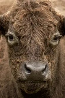 Galloway